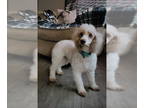 Poodle (Miniature) Mix DOG FOR ADOPTION RGADN-1374913 - Lottie - Poodle