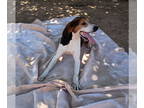 Beagle-Treeing Walker Coonhound Mix DOG FOR ADOPTION RGADN-1374922 - Buck -