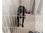 Mastiff DOG FOR ADOPTION RGADN-1374938 - 2409-0203 Tina - Mastiff Dog For