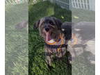Australian Shepherd DOG FOR ADOPTION RGADN-1374943 - Angel - Australian Shepherd