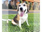 Beagle Mix DOG FOR ADOPTION RGADN-1374949 - Rocco - Beagle / Mixed (short coat)