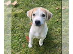 Beagle Mix DOG FOR ADOPTION RGADN-1374950 - Deuce - Beagle / Mixed (medium coat)