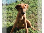 Rhodesian Ridgeback Mix DOG FOR ADOPTION RGADN-1374958 - Fantasia - Rhodesian