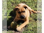Black Mouth Cur Mix DOG FOR ADOPTION RGADN-1374961 - Cassidy - Black Mouth Cur /