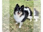 Pomeranian DOG FOR ADOPTION RGADN-1374962 - Kayce - Pomeranian (long coat) Dog