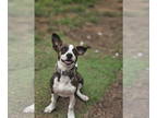 Doxie-Pin DOG FOR ADOPTION RGADN-1374976 - Ziggy - Miniature Pinscher /