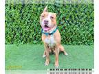 American Pit Bull Terrier Mix DOG FOR ADOPTION RGADN-1374991 - BOBBER - Pit Bull
