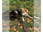 Pomeranian Mix DOG FOR ADOPTION RGADN-1375005 - Candy - Pomeranian / Shetland