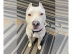 Dogo Argentino DOG FOR ADOPTION RGADN-1375007 - Montana - Dogo Argentino Dog For