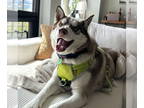 Mix DOG FOR ADOPTION RGADN-1375008 - Berlin - Husky Dog For Adoption
