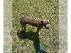 American Pit Bull Terrier DOG FOR ADOPTION RGADN-1375010 - Bucky - Pit Bull