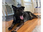 German Shepherd Dog DOG FOR ADOPTION RGADN-1375011 - Luna - German Shepherd Dog
