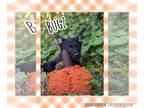 German Shepherd Dog Mix DOG FOR ADOPTION RGADN-1375024 - Bugz - German Shepherd