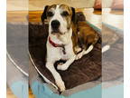 Beagle Mix DOG FOR ADOPTION RGADN-1375027 - Bellie - Beagle / Mixed Dog For