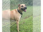 Black Mouth Cur Mix DOG FOR ADOPTION RGADN-1375030 - 2409-0095 Jackson - Black