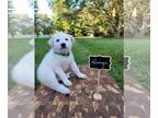 Mix DOG FOR ADOPTION RGADN-1375032 - Asiago *PENDING* - White German Shepherd