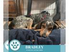 Bluetick Coonhound-Coonhound Mix DOG FOR ADOPTION RGADN-1375060 - Bradley 092124