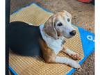 Beagle DOG FOR ADOPTION RGADN-1375061 - Barley - Beagle (short coat) Dog For