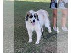Great Pyrenees-Saint Bernard Mix DOG FOR ADOPTION RGADN-1375062 - Alani - Great