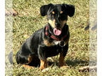 Dachshund DOG FOR ADOPTION RGADN-1375064 - Salty - Dachshund (short coat) Dog