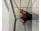 Labrottie DOG FOR ADOPTION RGADN-1375085 - MARSBAR - Rottweiler / Labrador