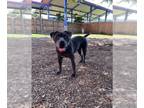 American Staffordshire Terrier Mix DOG FOR ADOPTION RGADN-1375093 - BANNER -