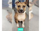American Staffordshire Terrier DOG FOR ADOPTION RGADN-1375101 - Honey - American