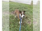 Staffordshire Bull Terrier Mix DOG FOR ADOPTION RGADN-1375105 - DAISY -