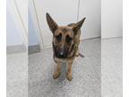 German Shepherd Dog DOG FOR ADOPTION RGADN-1375108 - MYSTERY - German Shepherd