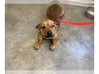 Dachshund Mix DOG FOR ADOPTION RGADN-1375113 - MANGO - Dachshund / Mixed (medium