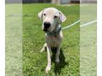Dogo Argentino DOG FOR ADOPTION RGADN-1375145 - PATRICK STAR - Dogo Argentino