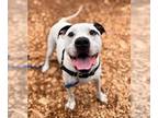 Boxer Mix DOG FOR ADOPTION RGADN-1375153 - MARSHMALLOW - Boxer / Mixed (medium