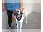 Anatolian Shepherd Mix DOG FOR ADOPTION RGADN-1375187 - Viking - Anatolian