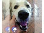 Great Pyrenees DOG FOR ADOPTION RGADN-1375191 - Diamond - Great Pyrenees (long
