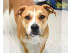 Boxer-Chinese Shar-Pei Mix DOG FOR ADOPTION RGADN-1375196 - MAX - Boxer /