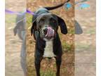 Black and Tan Coonhound Mix DOG FOR ADOPTION RGADN-1375198 - PATRICK - Black and