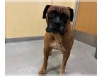 Boxer Mix DOG FOR ADOPTION RGADN-1375202 - BILLY BONES - Boxer / Mixed (medium