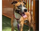 Boxer-German Shepherd Dog Mix DOG FOR ADOPTION RGADN-1375212 - BOSA - Boxer /