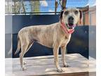 Plott Hound Mix DOG FOR ADOPTION RGADN-1375214 - CALI - Plott Hound / Mixed