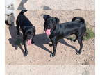 Puggle DOG FOR ADOPTION RGADN-1375227 - **MILLY and MARCOS - Pug / Beagle /