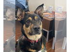 German Shepherd Dog DOG FOR ADOPTION RGADN-1375228 - Scooby - German Shepherd