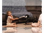 Puggle DOG FOR ADOPTION RGADN-1375233 - **MARCOS & MILLY - Pug / Beagle / Mixed