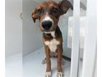 Australian Shepherd Mix DOG FOR ADOPTION RGADN-1375252 - PIPER - Australian