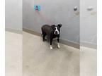 Boxer Mix DOG FOR ADOPTION RGADN-1375258 - *MOON - Boxer / Mixed (medium coat)