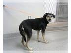 Rottweiler Mix DOG FOR ADOPTION RGADN-1375262 - NAOMI - Rottweiler / Mixed