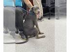 Black and Tan Coonhound Mix DOG FOR ADOPTION RGADN-1375263 - SMOKEY - Black and