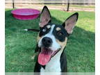Australian Shepherd Mix DOG FOR ADOPTION RGADN-1375268 - A072253 - Australian