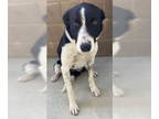 Border Collie DOG FOR ADOPTION RGADN-1375293 - Nellie - Border Collie / Shepherd