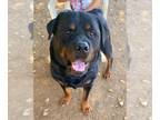 Rottweiler DOG FOR ADOPTION RGADN-1375298 - SPANKY - Rottweiler (medium coat)