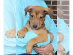 Chow Chow Mix DOG FOR ADOPTION RGADN-1375315 - Aspen 40462 - Shepherd / Chow